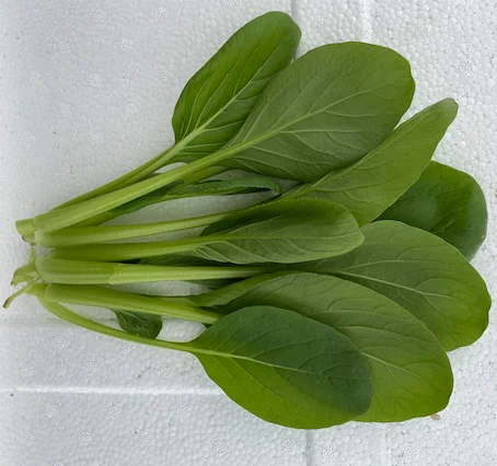 
Good Quality Agricultural Plant Green Vegetable Seed Spinach Seeds 
