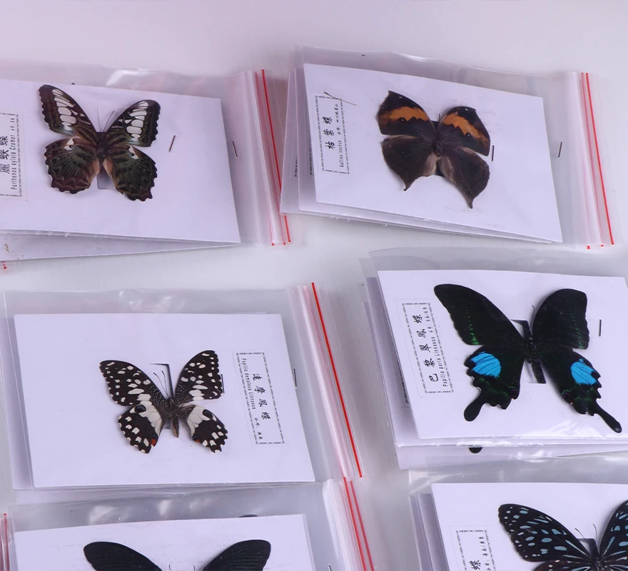 Natural decorative gift air dry inlaid storage insect specimens hundreds of beautiful real butterfly specimens