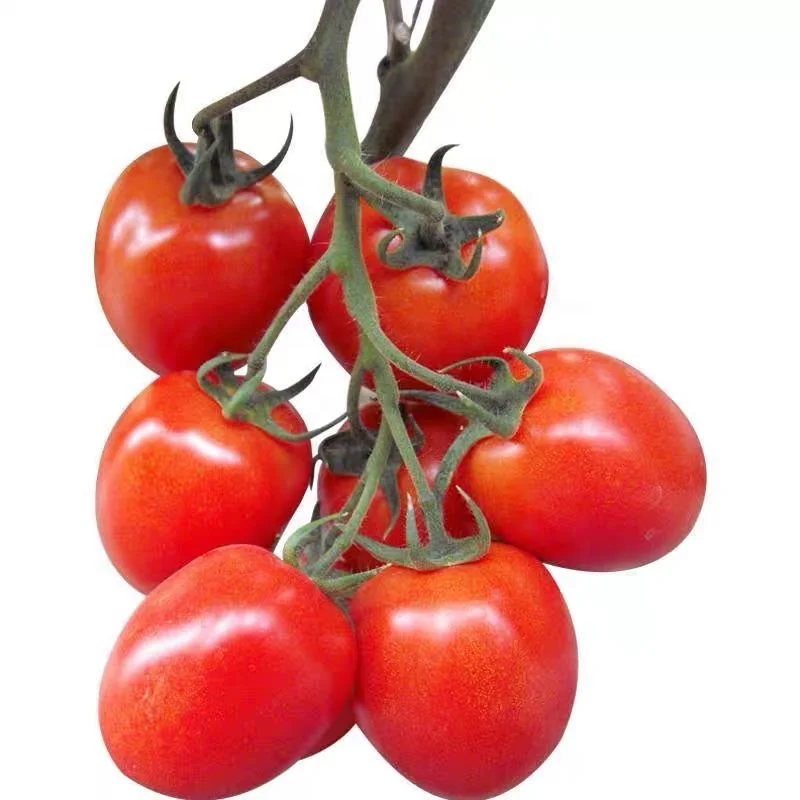 
High Yield Heat Resistant Israel F1 Seeds Tomato Oval Red Roma 