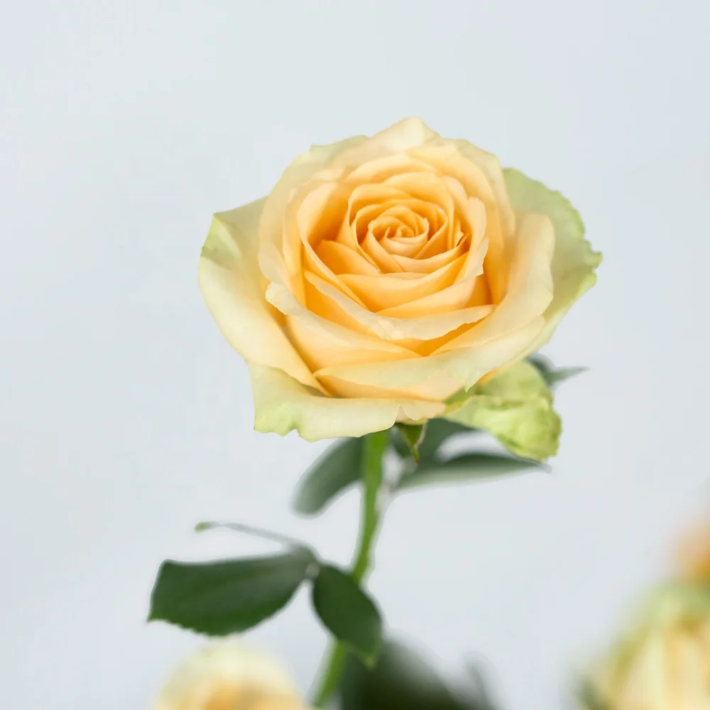 China Wholesale Long Stem Natural Bulk Fresh Cut Flowers Roses for Wedding Decoration