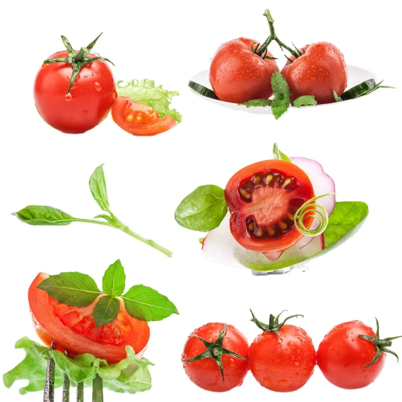 Greece HOT sell Fresh Tomato sweet  Natural red  Best quality wholesale fresh tomato price