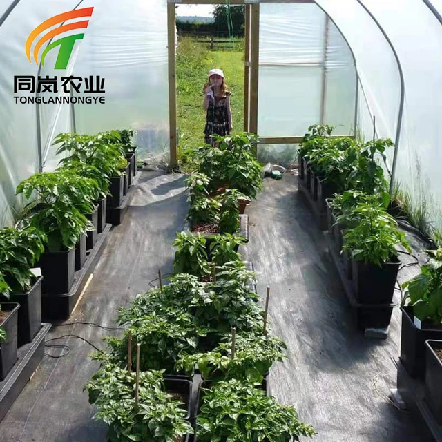 Easy Install Tomato Planting Greenhouse Single-Span Plastic Film Tunnel Green House Manufacturer