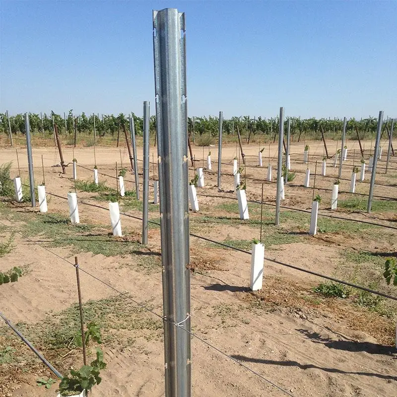 high strength zinc plated vineyard grape post  for orchard