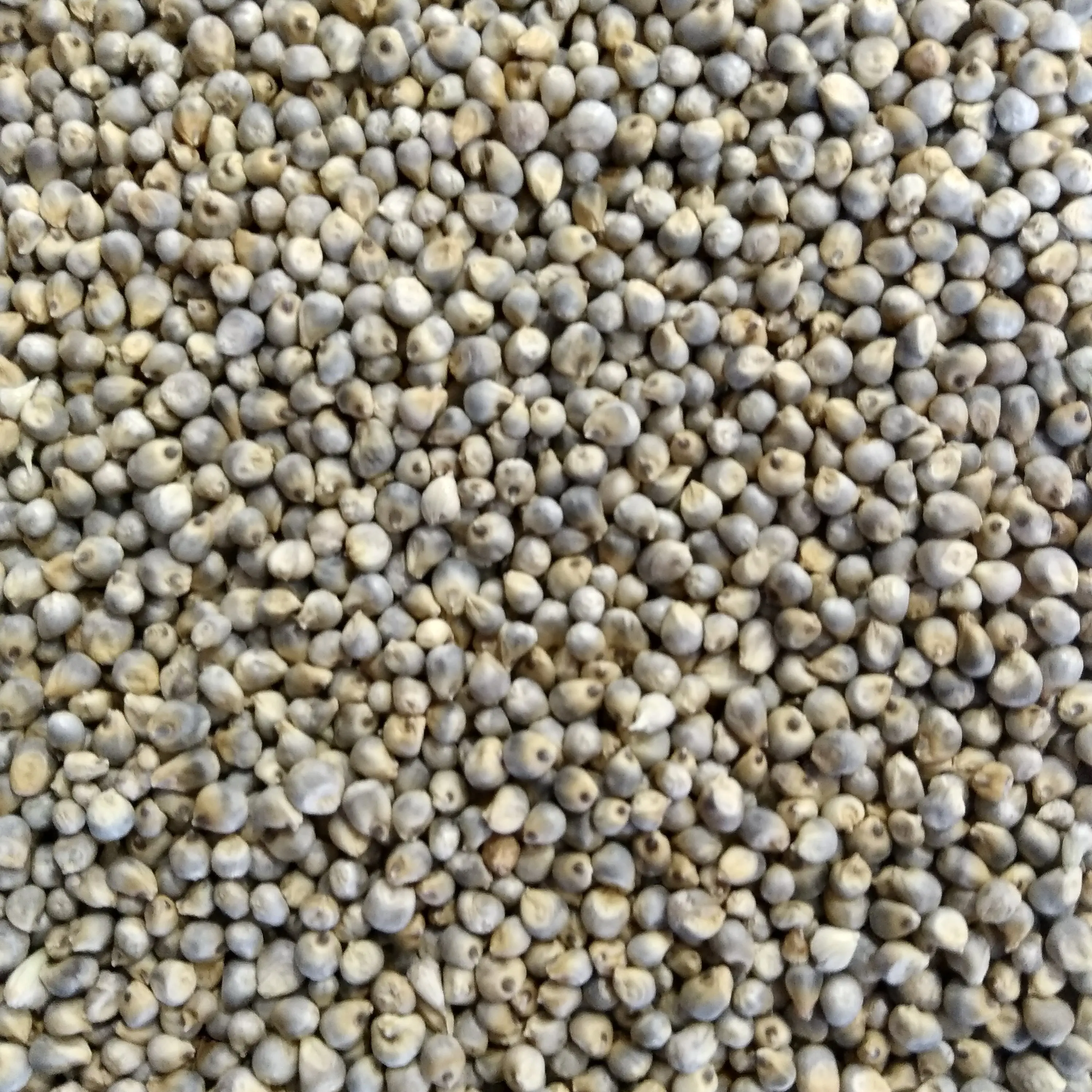 Millet Grains from Indian Origin