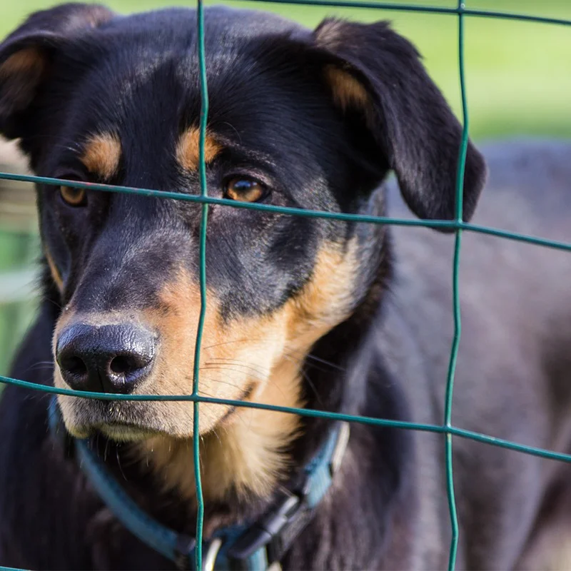 Low Price Heavy-Duty 1/1.5/1.8 Meter Height Galvanized PVC Coated Welded Wire Mesh Roll for Garden Farm Pvc Coated Holland Mesh