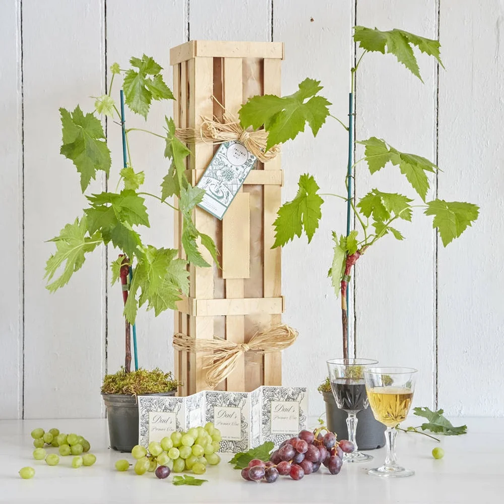 
 Индивидуальные этикетки для подарков для влюбленных, Виноградная лоза, саженцы фруктового дерева для юбилеев  