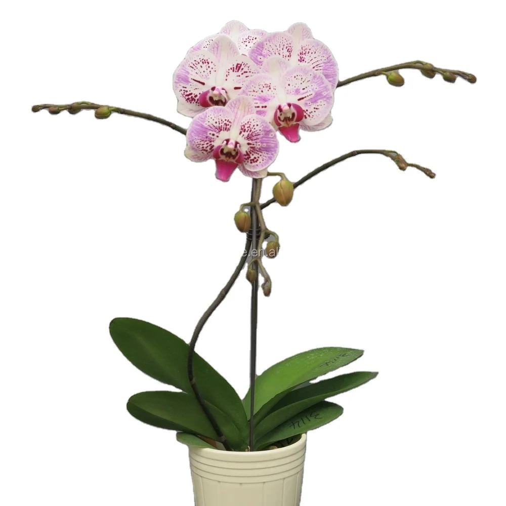 Саженцы орхидеи моли