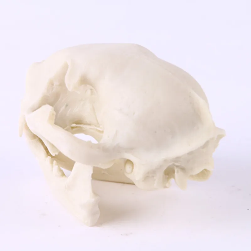 Hot selling Resin cat head skull creative animal skull for home decoration