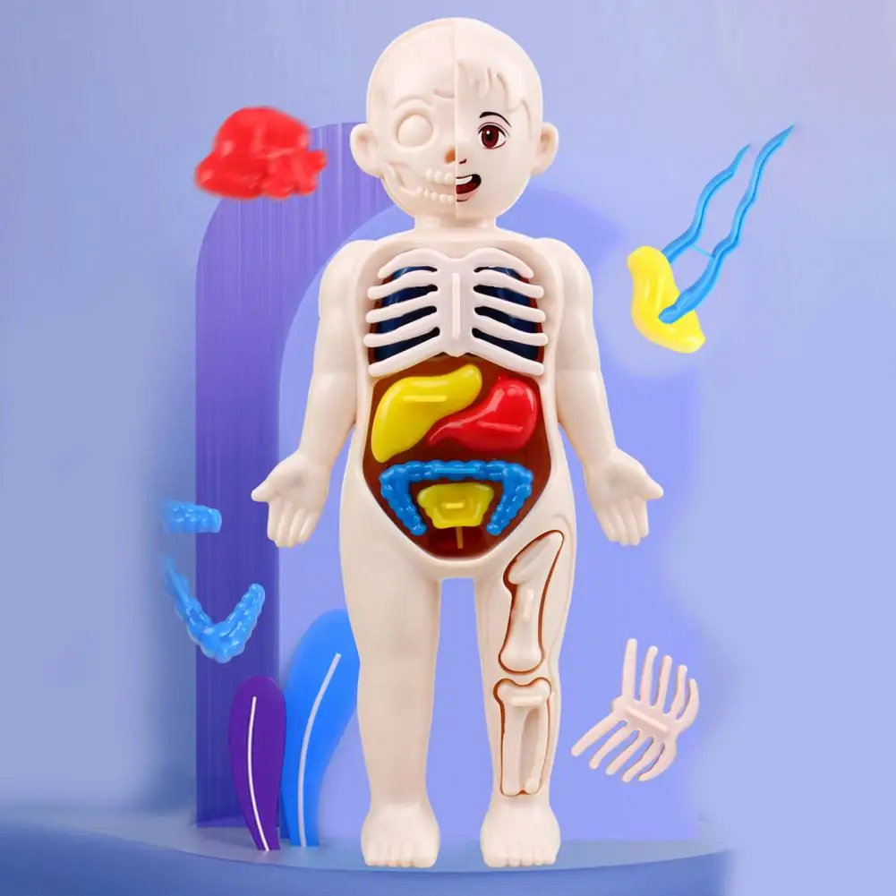 Children Toy Dolls Human Body Model 3D Organ Montessori Puzzle Human Body Anatomy Model Kids Educational Learning Assembled Toy