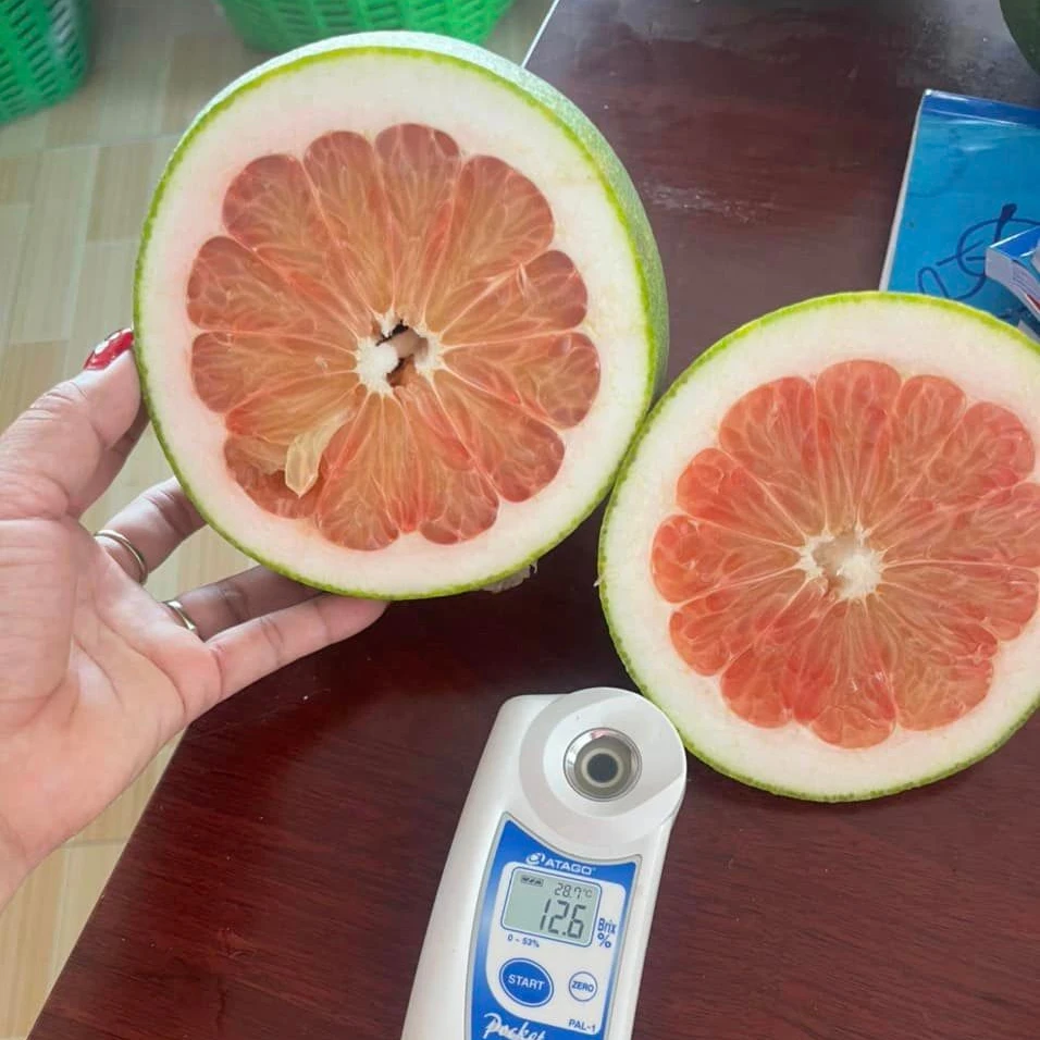 Professional Pomelo Fresh Green skin Pomelo/ Grapefruit from Vietmam To Canada, USA, New Zealand - What.sapp Linda 0084989322607