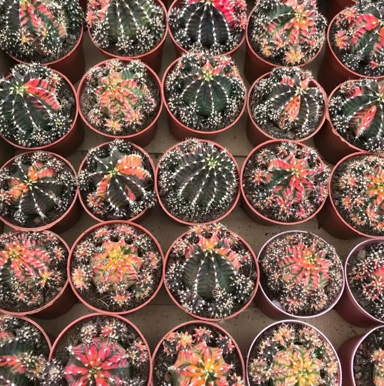  Низкая цена натуральная красота настоящие растения кактус gymnocalydium mihanovichii variegata для
