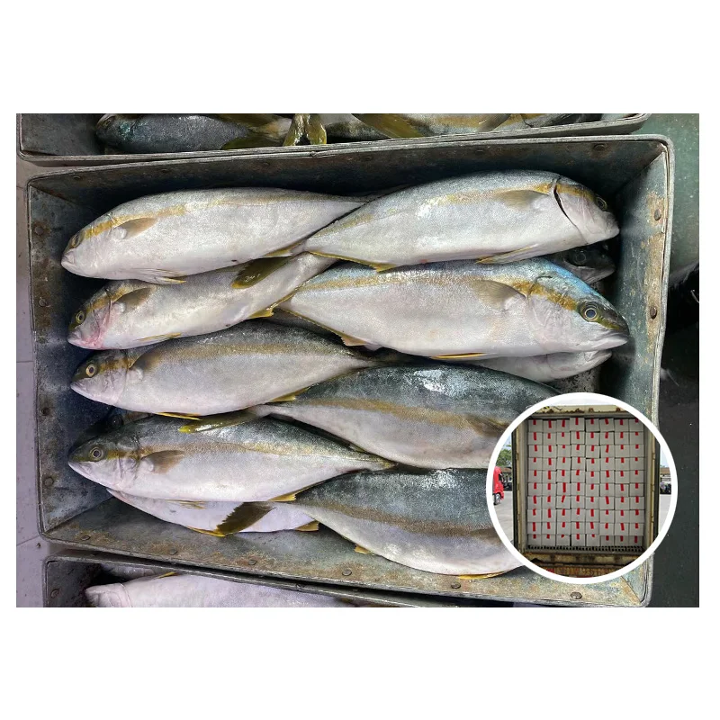 Hot Sell Top Quality Wholesale 500-700g Seriola Quinqueradiata Frozen Yellow Tail Fish