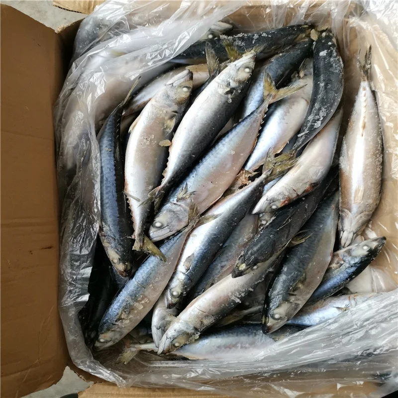 
High quality Sea Frozen fresh seafood Pacific mackerel fish 