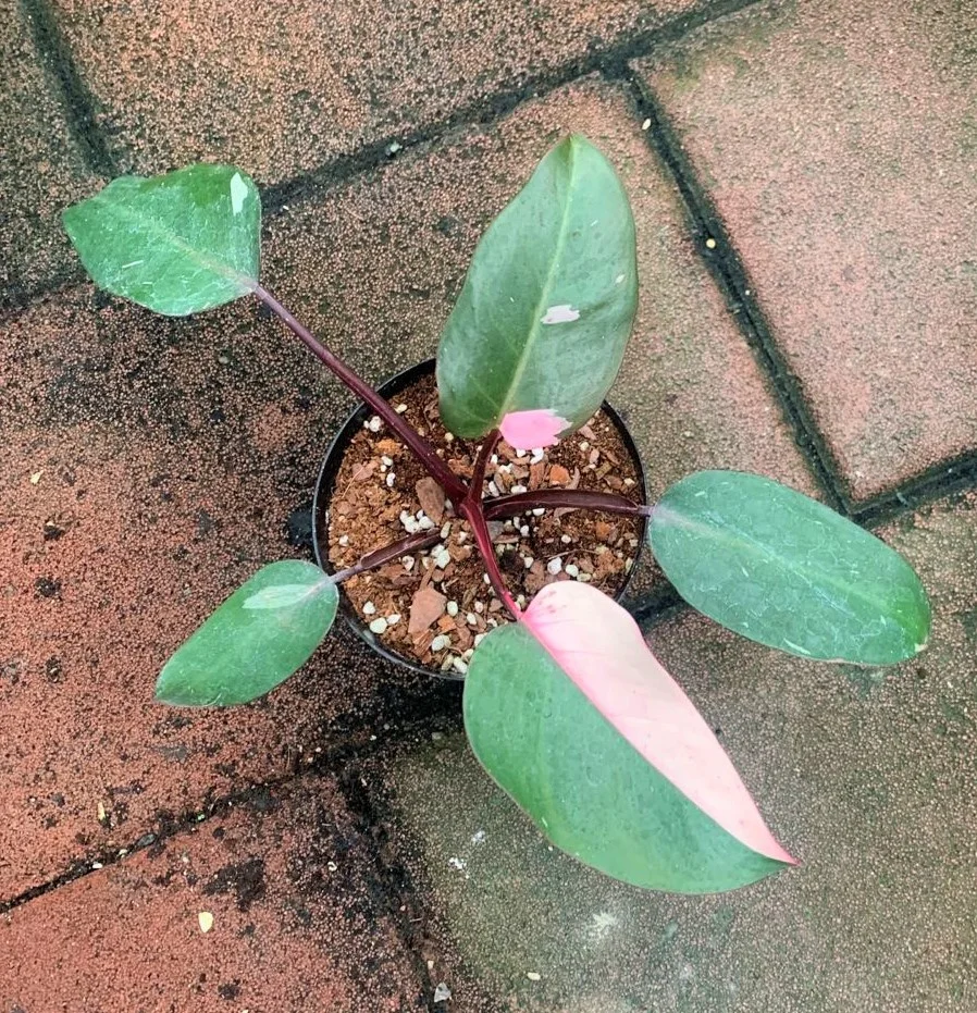 Оптовая продажа филодендрон натуральный план филодендрон розовый принцесса живые растения для декоративных