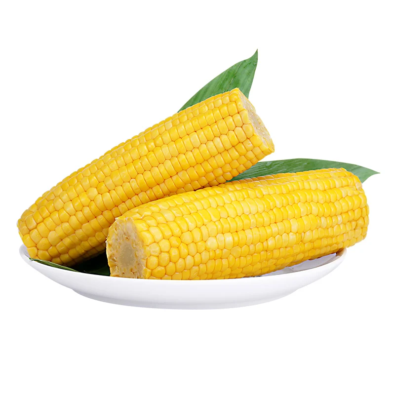 Sweet corn on the cob vacuum packaged