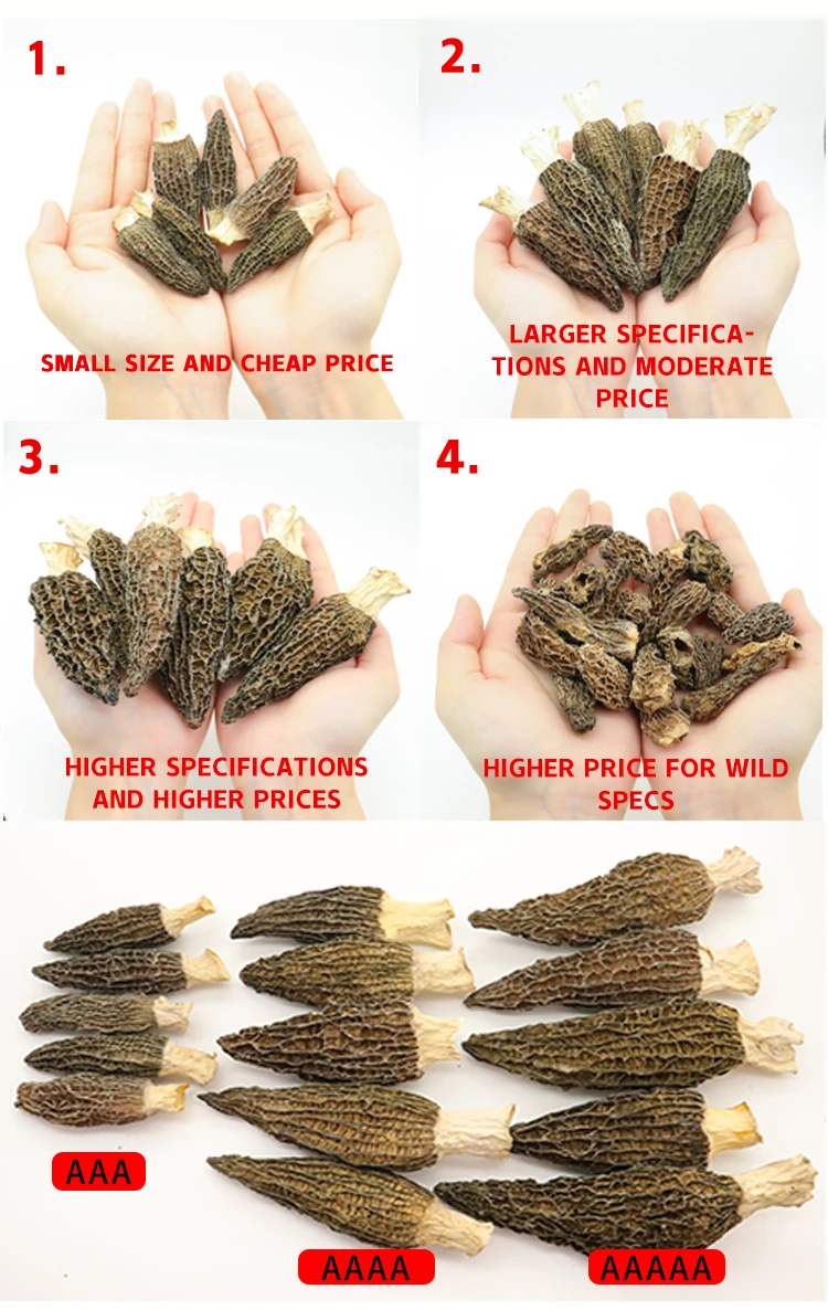 High quality Natural Grow Wild Morel Mushroom Dry Wholesale Price Morel Mushroom