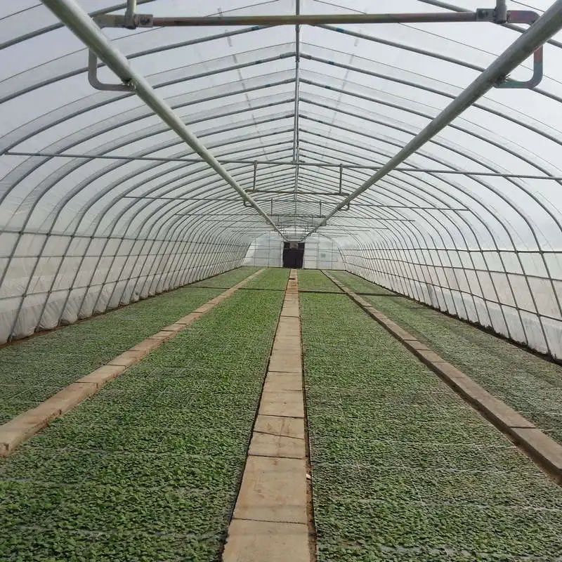 2024 hot galvanized steel frame greenhouses for growing mushroom for sale