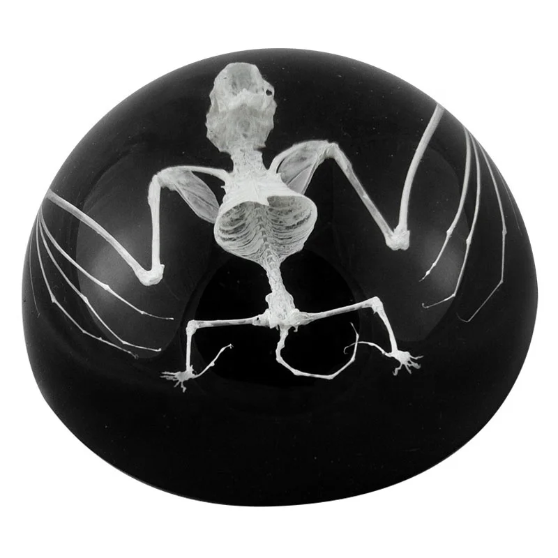 taxidermy specimen embedded resin Gothic style Halloween unique crystal clear real bat skeleton half dome paperweight