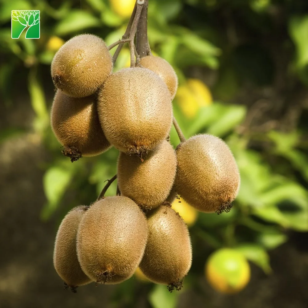 
Frequent watering requirements actinidia chinensis sapling kiwi fruit plant seedlings from China 