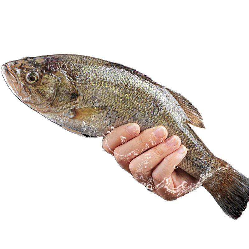 Японский морской окунь