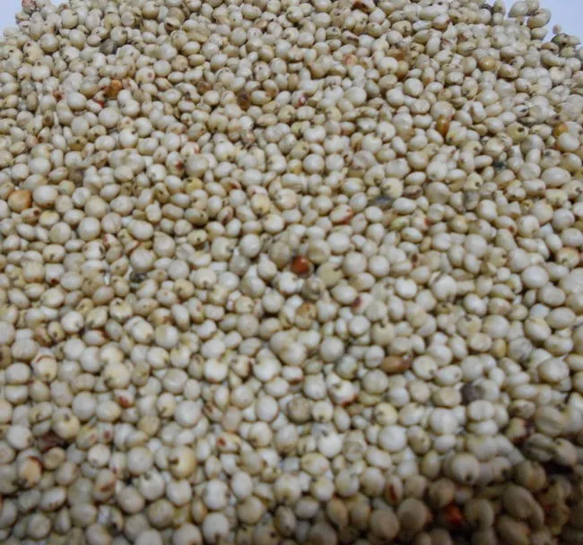 Bulk Kaoliang Organic White Sorghum Grains