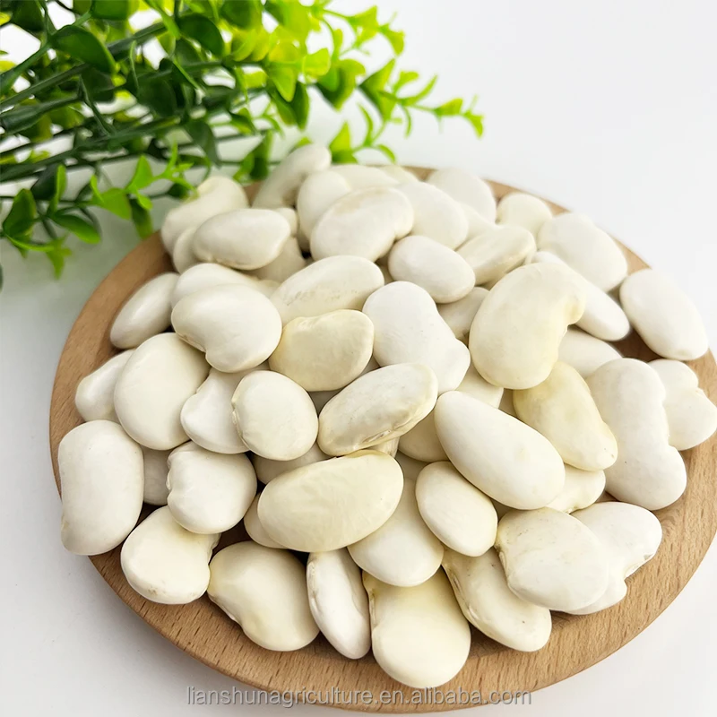 Hot Selling Factory price wholesale white kidney beans