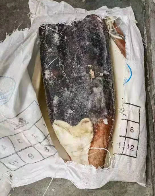Frozen Giant Squid Fillet Skin