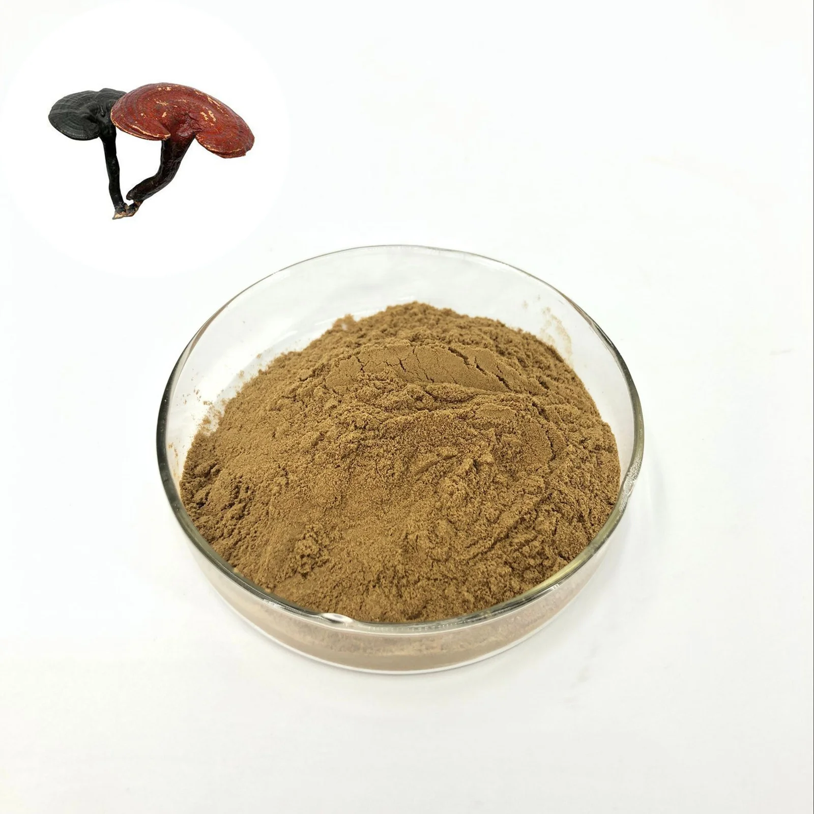 
High quality pure natural 100% organic reishi mushroom extract powder polysaccharide 10%-50% 