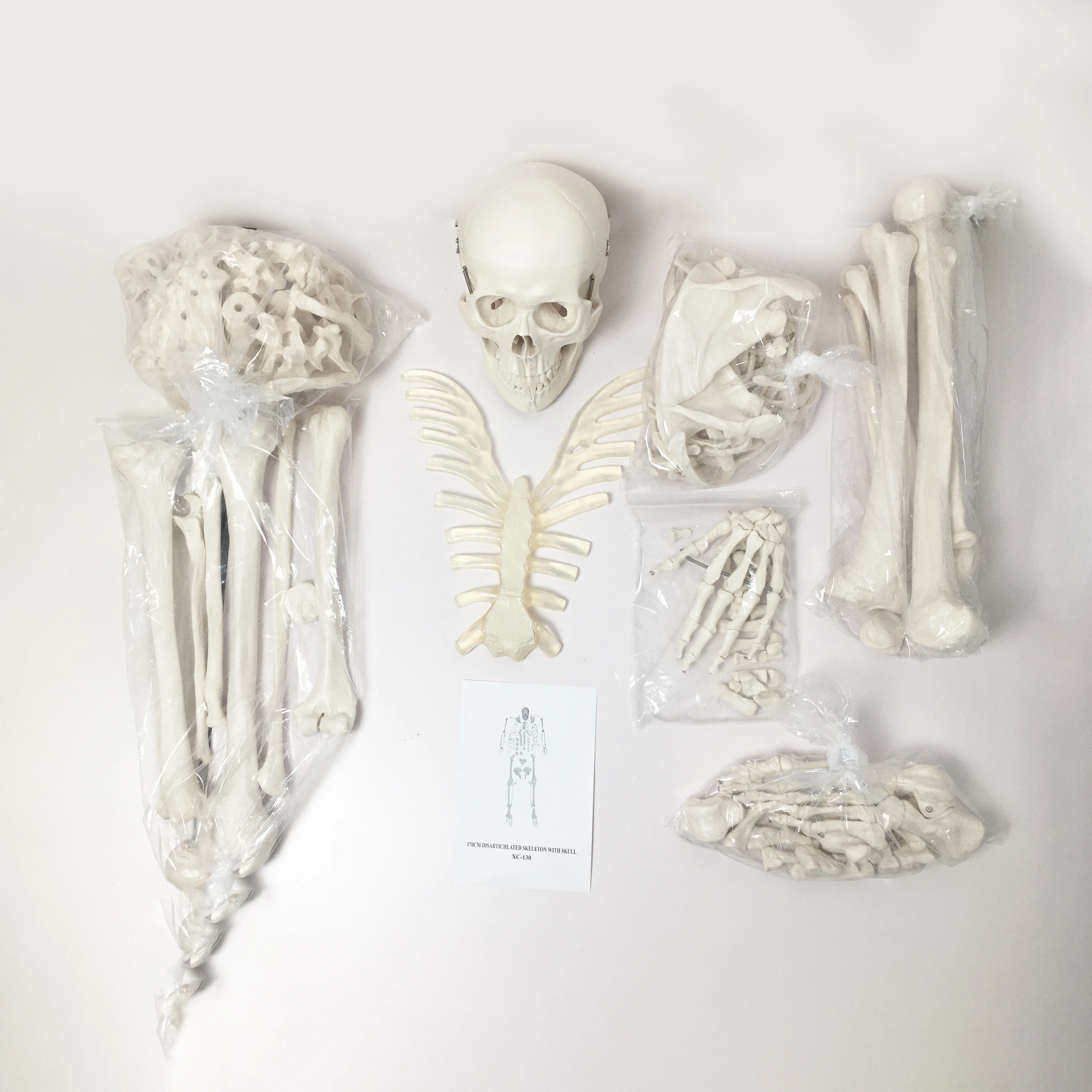 Hospital Medical PVC School Teaching Disarticulated Human Whole Body Scattered Bone Anatomy Skeleton Model With 3-Part Skull