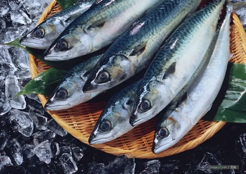 
frozen indian king mackerel scad 