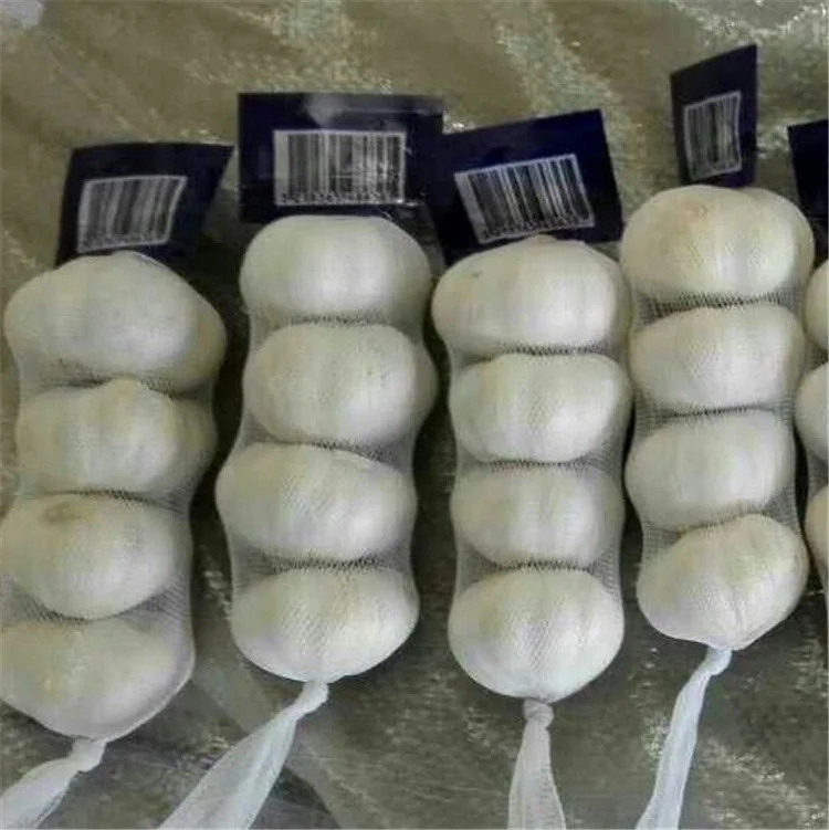 Fresh Garlic Price Bulk Garlic for Sale Garlic from China Factory Pure White Style Packing  good quality