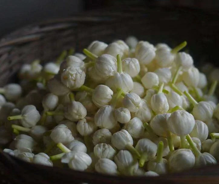 BXH Hot selling Mo Li Hua Cha wholesales high quality Fujian Gaungxi Jasmine tea Flowers extract dried jasmine