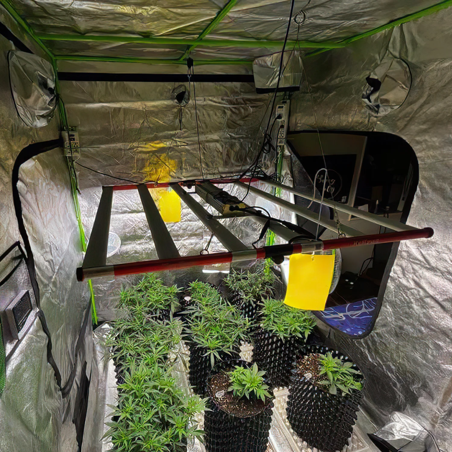 650W Full Spectrum Daisy Chain Dimmable Led Grow Light with Lm281b Lm301b Lm301h for Hydroponic Plant Growth