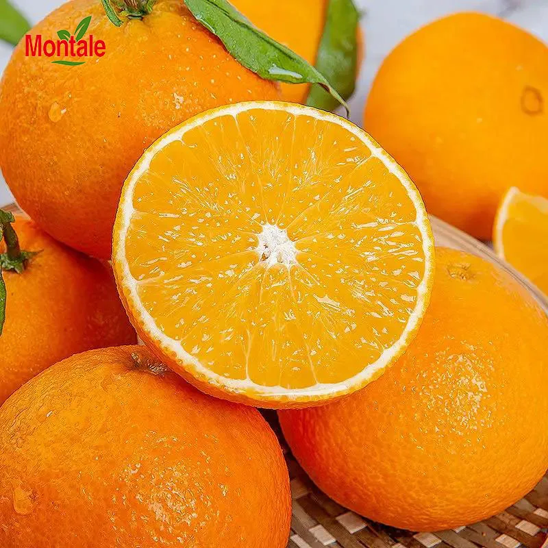 orange fruit newhall orange new market tang orange