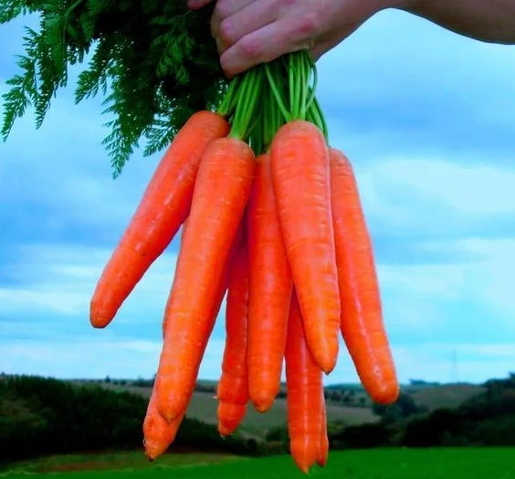 
Vegetable Carrot Seeds Plant Bonsai Fruit Vegetable Seeds 