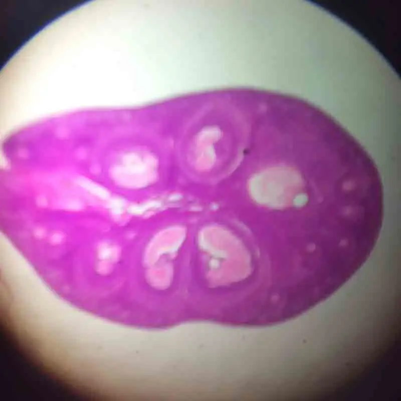 100 Items Animal Insect and Histology Specimen Prepared Slides Laboratory Apparatus Zoology Microscope Slides