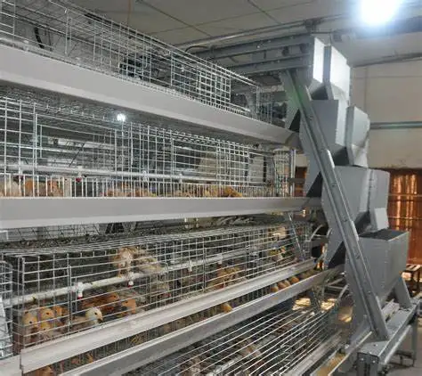 Commercial Chicken Feeding Farm Battery Cages Laying Hens Sell in algeria