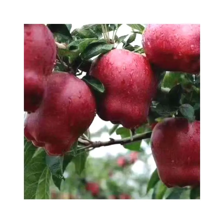 Best sale apple chinese fresh fruits RED STAR APPLE 60mm-75mm fresh apples red apple