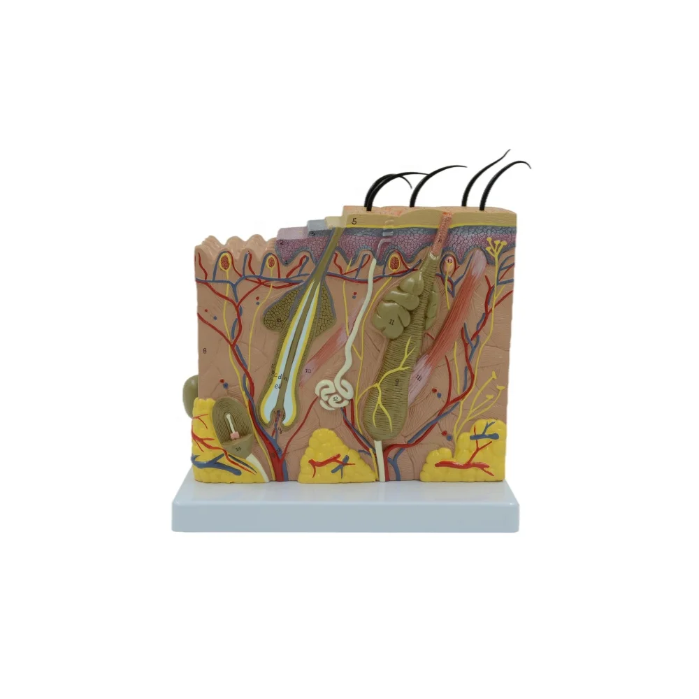 Human Big Anatomical Skin Magnified Tissue Structure Model with Hair for Biology Minimally Invasive Cosmetic Surgery Teaching