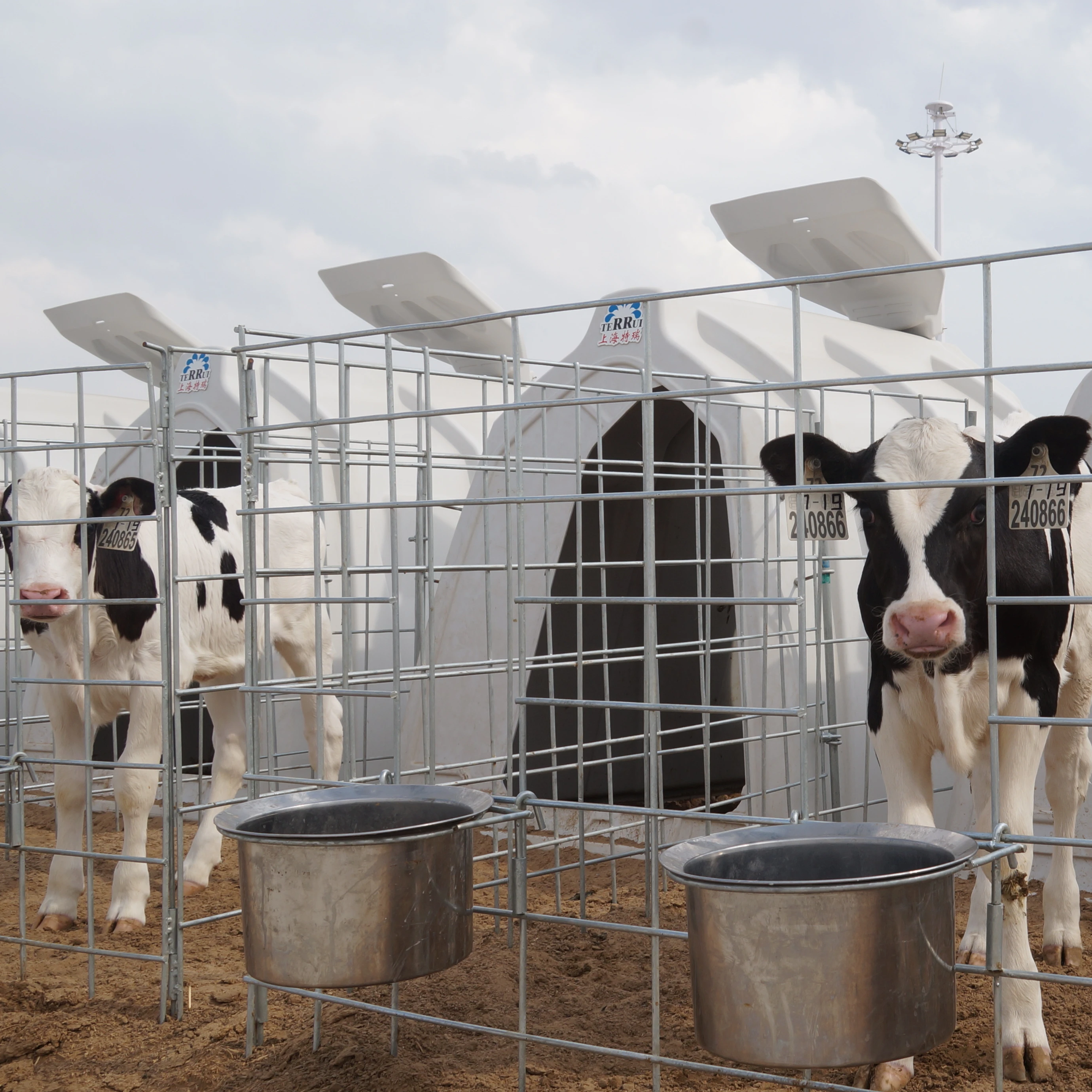 Dairy Farm Comfortable Plastic  Moveable Cattle Healthy House  For Animals  Cattle Cow Pen Housing Calf Hutch