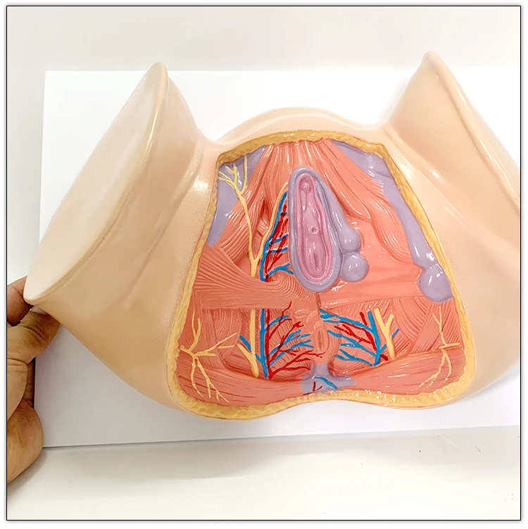 Female Perineum Shallow Muscle Blood Vessels and Nerves Anatomy Model