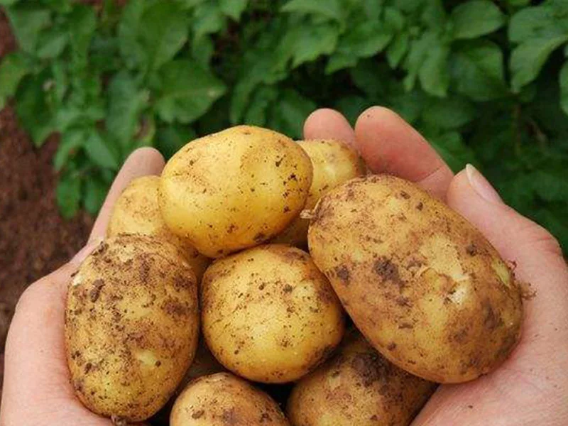 Безопасный и полезный картофель свежие овощи свежий