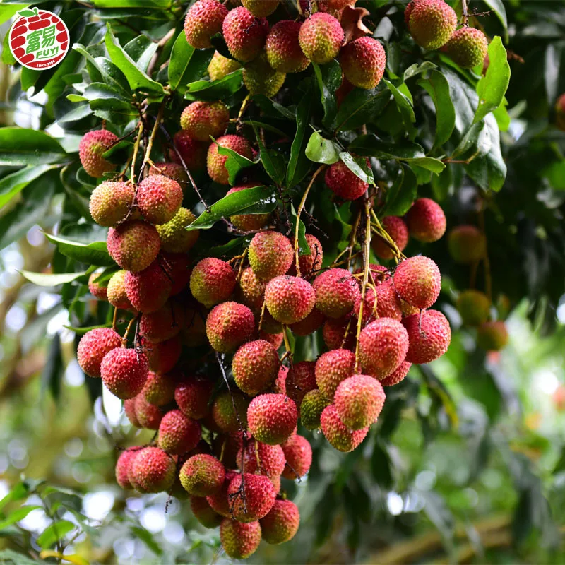 SEASONAL CHINESE FRESH LYCHEE/Sinolychee group Litchi/China lychee