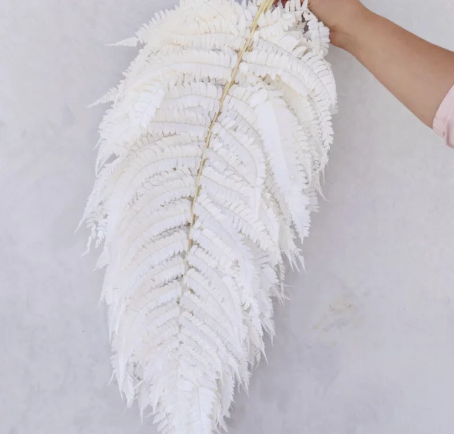 Preserved fern white bleached fern stabilized fern leaf for decoration