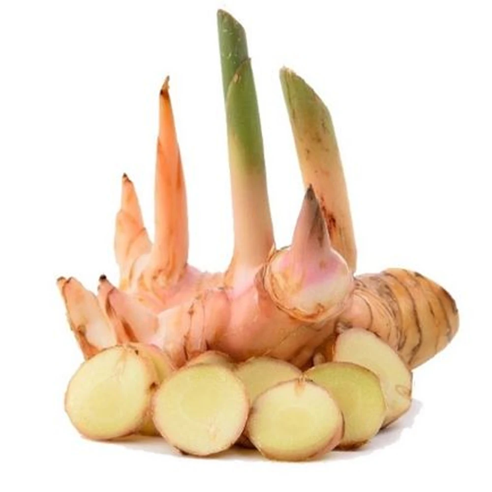 Lesser Galangal With High Quality and Stable Quantity ISO/HACCP/GLOBAL GAP Viet Nam Manufacturer +84962246940 (Whatsapp/Viber)