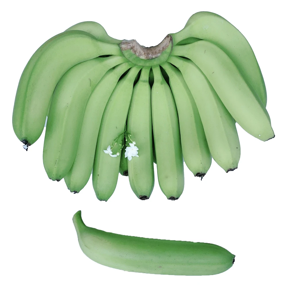 Tropical Banana Organic Vietnam Best Brand Supplier Wholesaler Fresh Natural Grade A456 Cavendish Banana Cheap Price Low MOQ