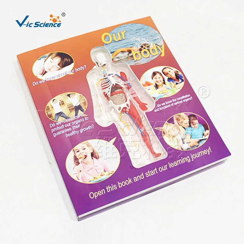 Skeleton structure chart in the human body encyclopedia human body model science set puzzle toy