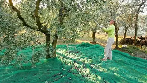 Wholesale olive collect harvest net plastic agriculture olive netting