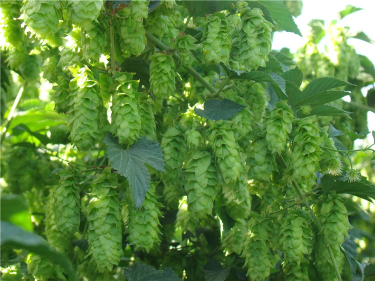 натуральный хмель оптовая продажа хмель хмель для пива