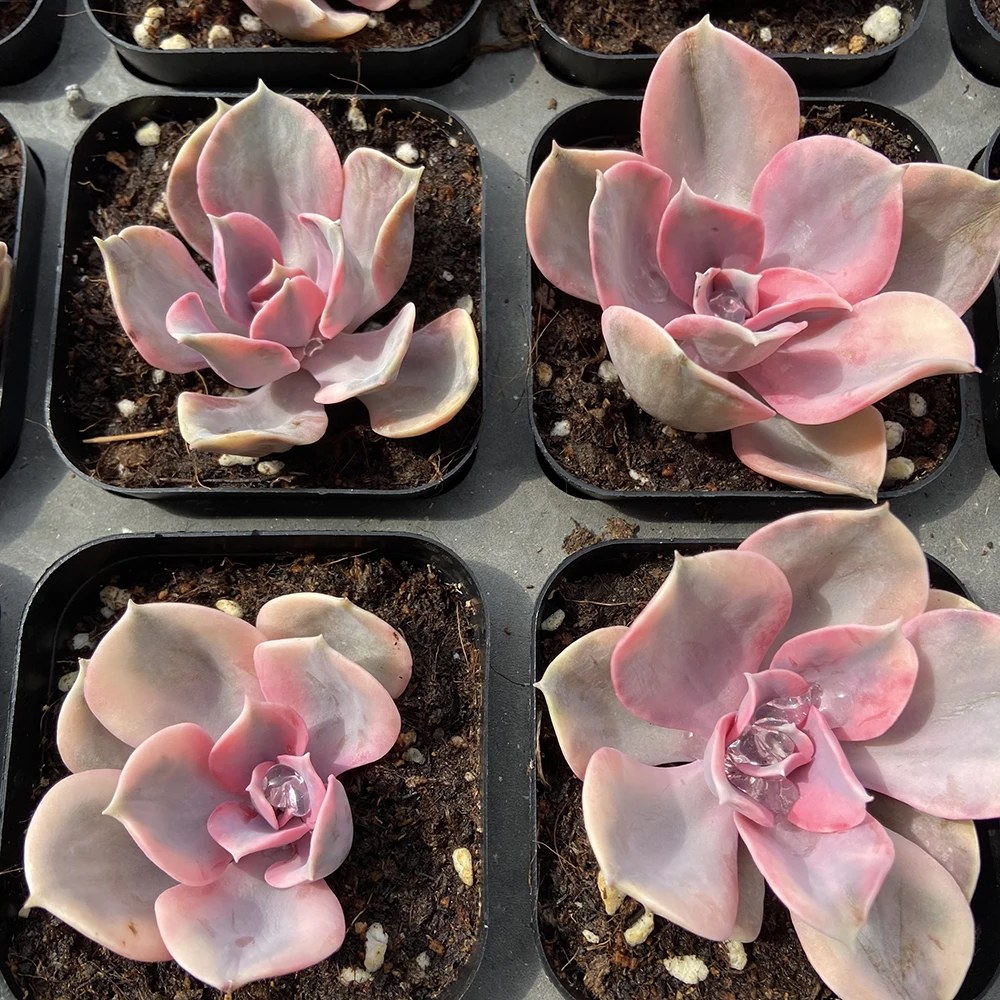 Прямая поставка с завода, комнатное растение, суккулент cheveria rainbow